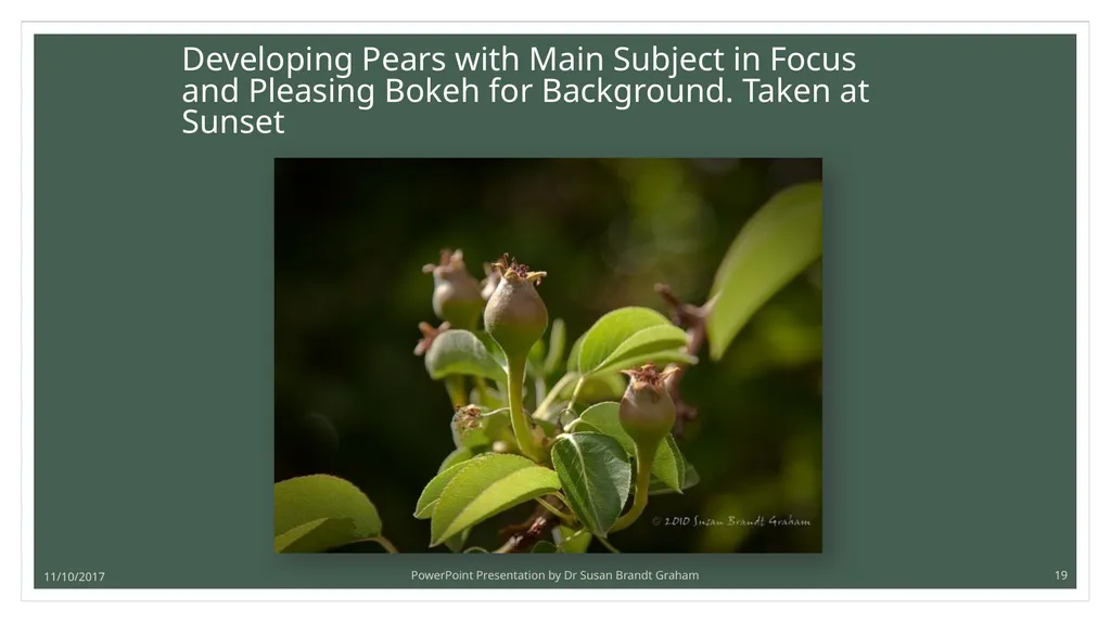 Photographing Roses: understanding and using the - slide 19 of 43