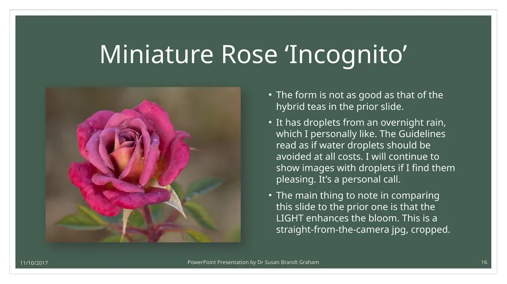 Photographing Roses: understanding and using the - slide 16 of 43