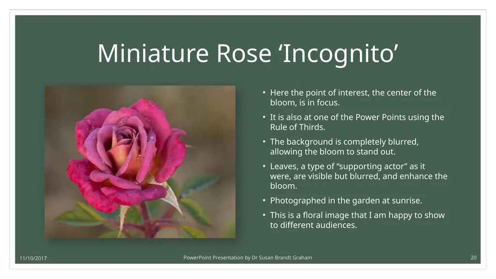Photographing Roses: understanding and using the - slide 20 of 43