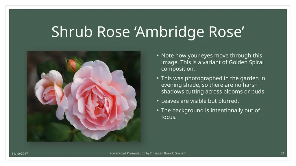 Photographing Roses: understanding and using the - slide 21 of 43