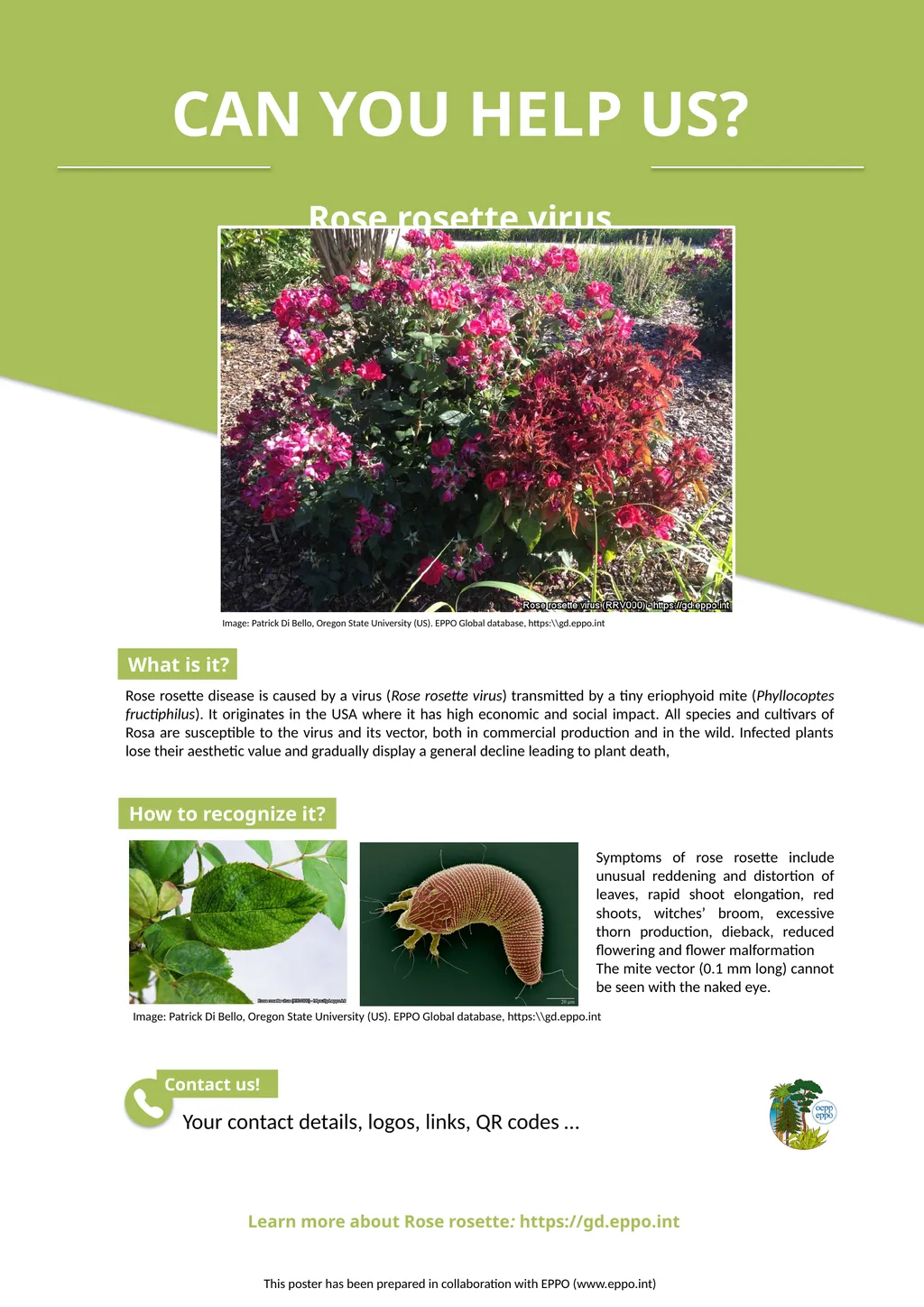 Learn more about Rose rosette: https://gd.eppo.int