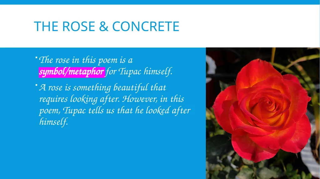The Rose that Grew From Concrete By Tupac Shakur - slide 7 of 12