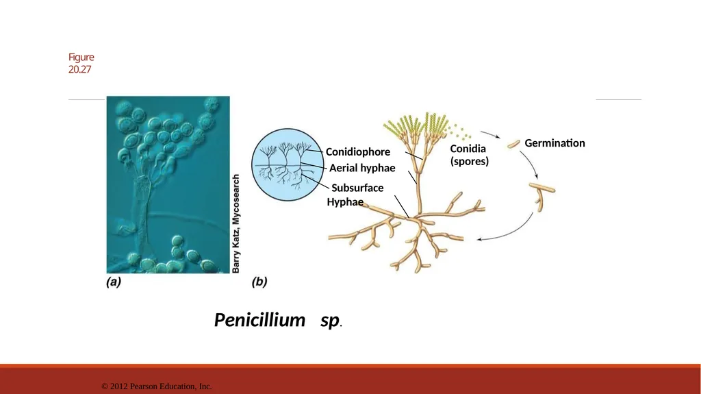 Lecture-15 Microbial diversity and groups Fungi - slide 6 of 14