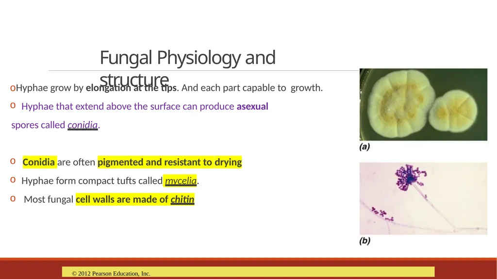 Lecture-15 Microbial diversity and groups Fungi - slide 4 of 14
