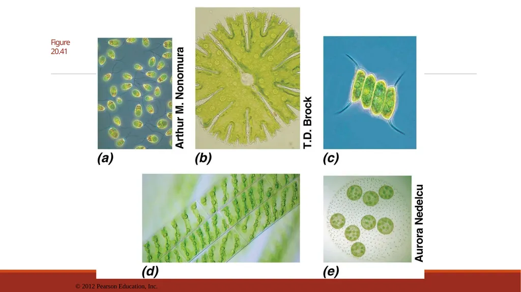 Lecture-15 Microbial diversity and groups Fungi - slide 14 of 14