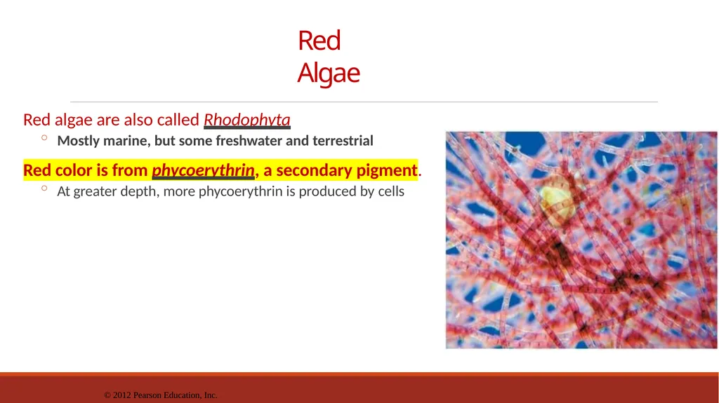 Lecture-15 Microbial diversity and groups Fungi - slide 12 of 14