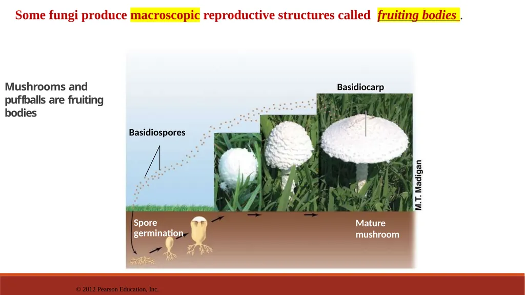 Lecture-15 Microbial diversity and groups Fungi - slide 7 of 14