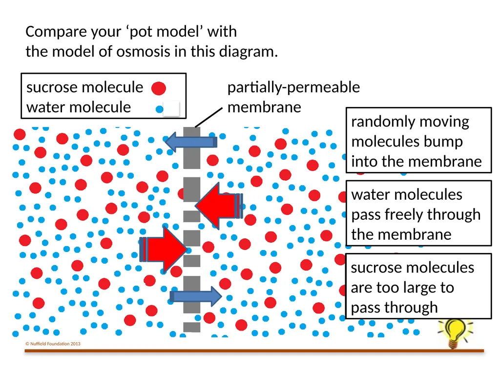 Practical Work for Learning Using a pot model to - slide 13 of 19