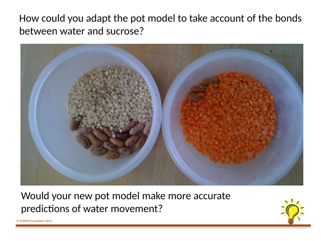 Practical Work for Learning Using a pot model to - slide 19 of 19