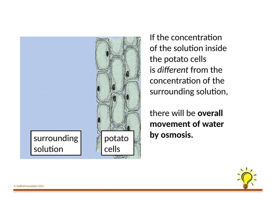 Practical Work for Learning Using a pot model to - slide 17 of 19