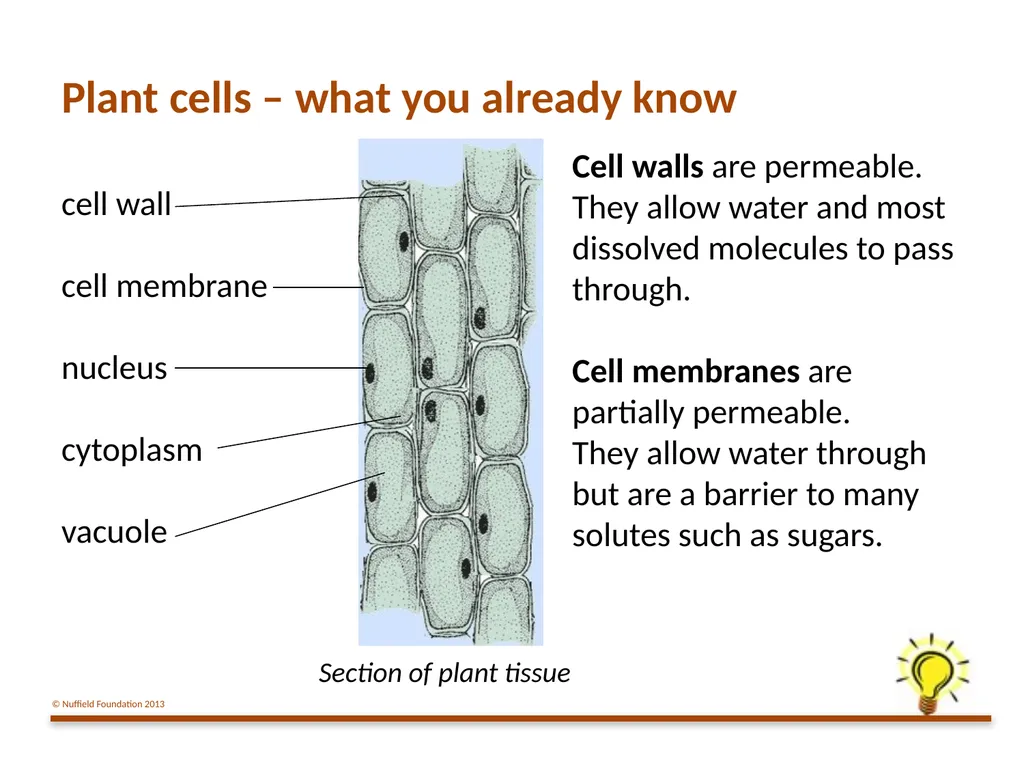 Practical Work for Learning Using a pot model to - slide 5 of 19