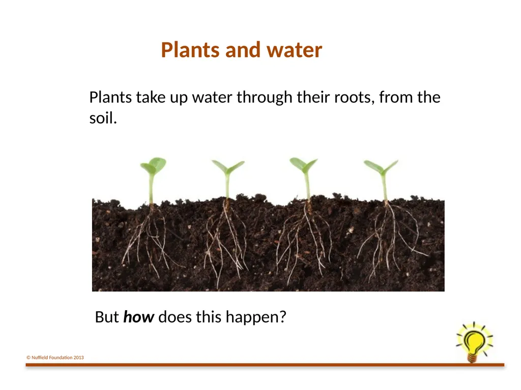 Practical Work for Learning Using a pot model to - slide 2 of 19