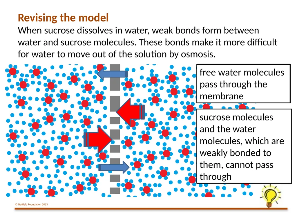 Practical Work for Learning Using a pot model to - slide 15 of 19