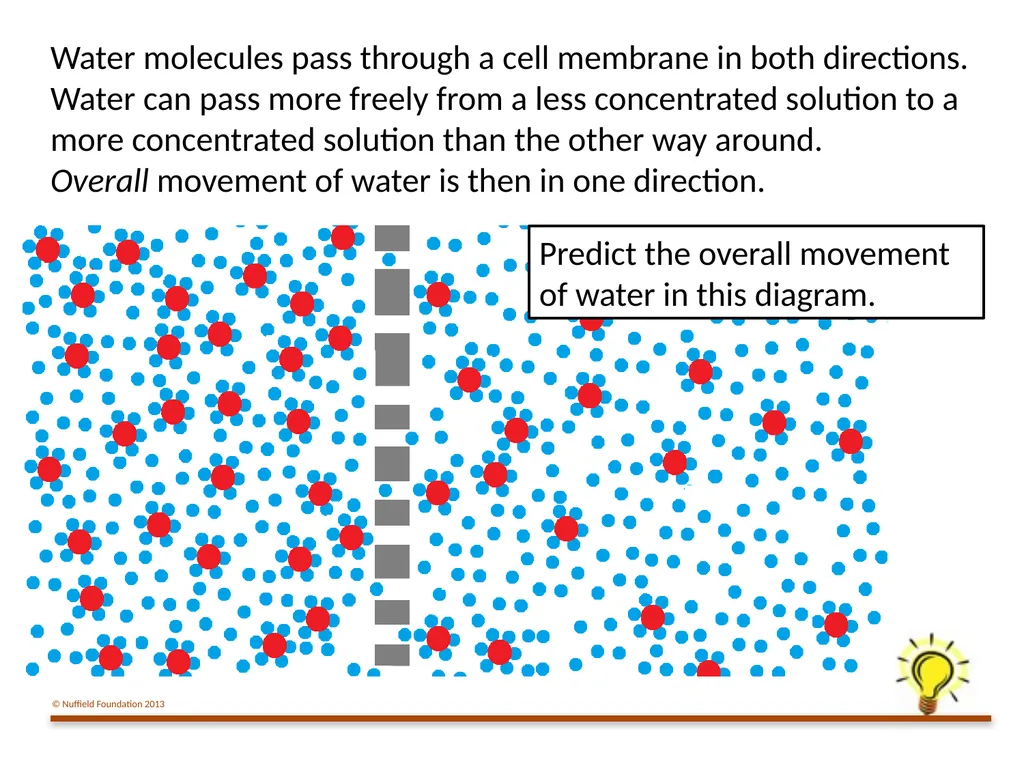 Practical Work for Learning Using a pot model to - slide 16 of 19