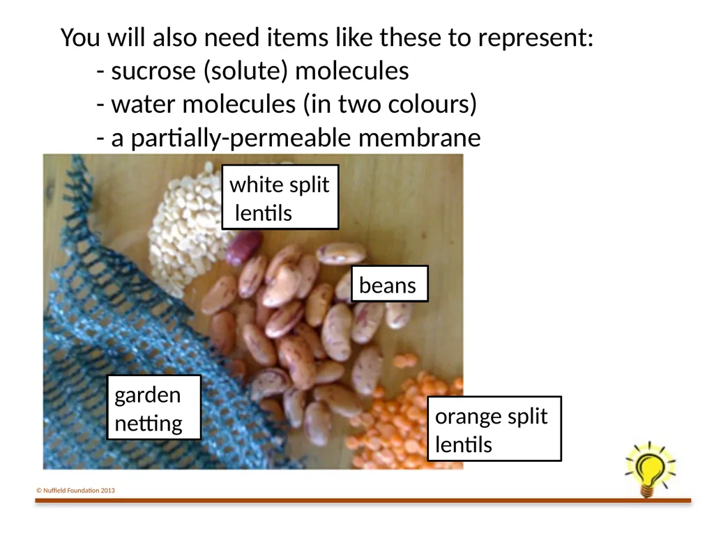Practical Work for Learning Using a pot model to - slide 8 of 19