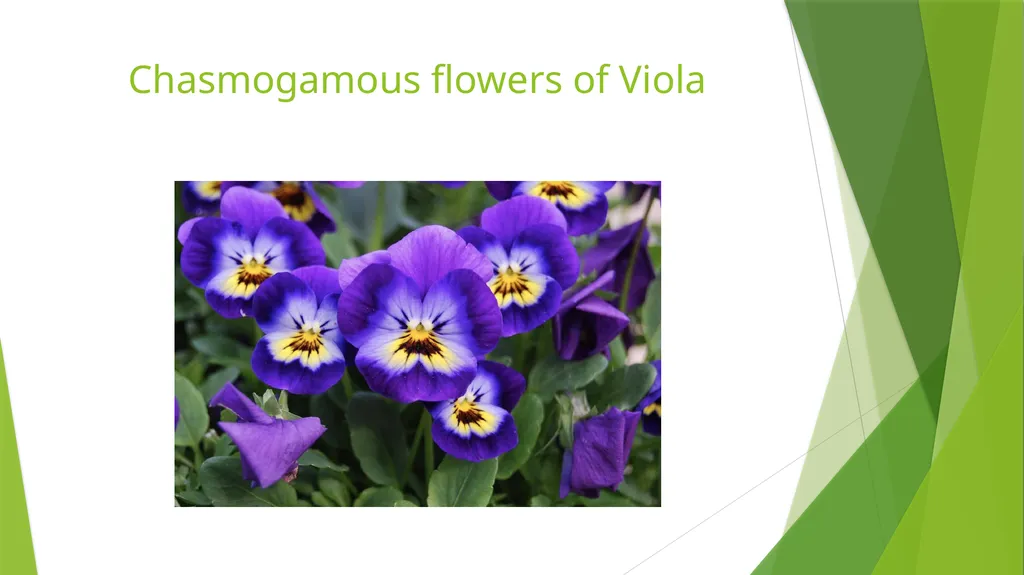 Pollination Pollination is the transfer of pollen - slide 7 of 22