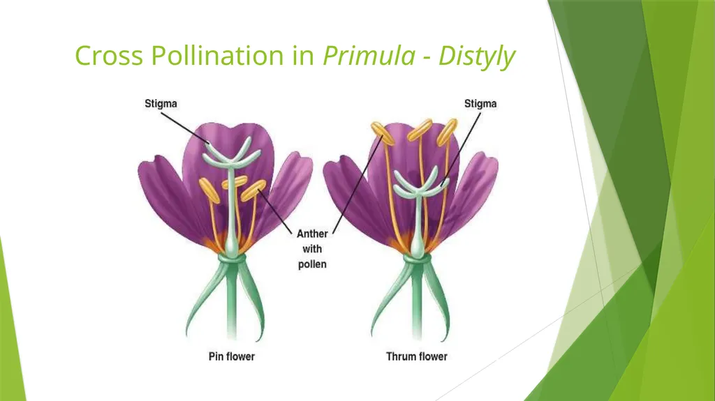 Pollination Pollination is the transfer of pollen - slide 15 of 22