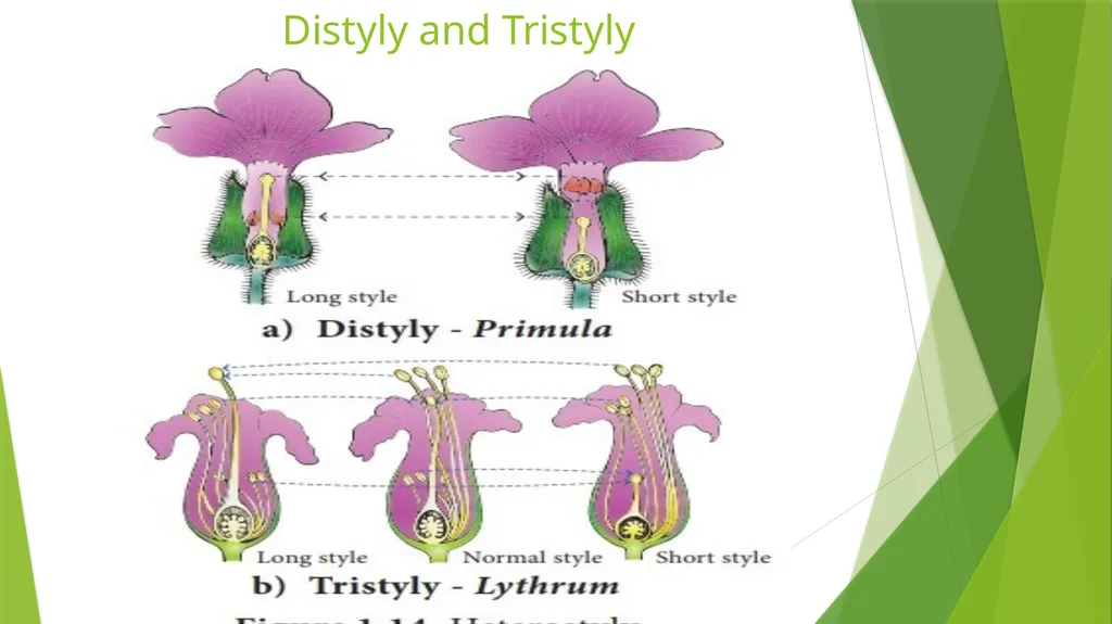 Pollination Pollination is the transfer of pollen - slide 16 of 22