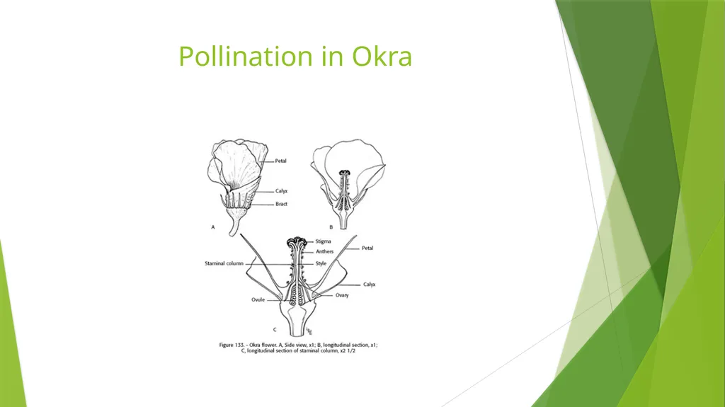 Pollination Pollination is the transfer of pollen - slide 12 of 22
