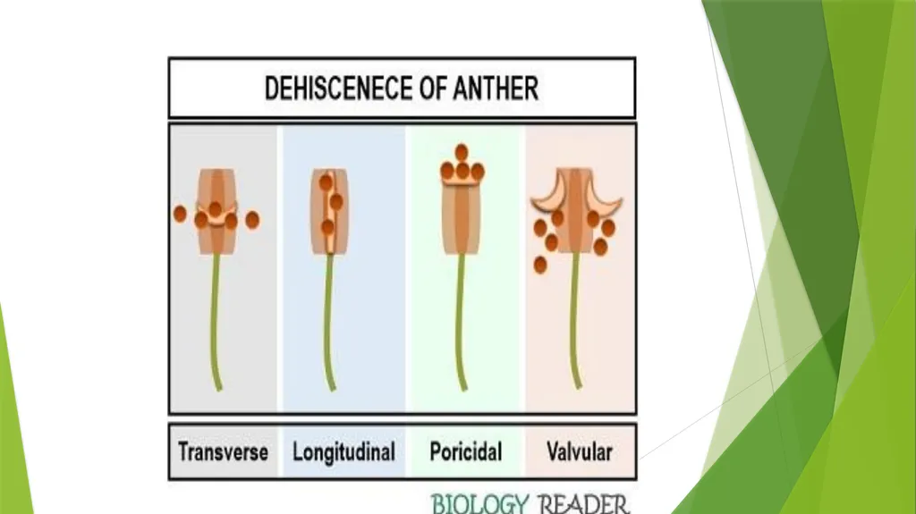 Pollination Pollination is the transfer of pollen - slide 2 of 22