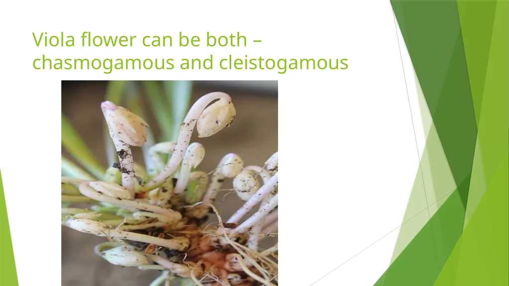 Pollination Pollination is the transfer of pollen - slide 6 of 22