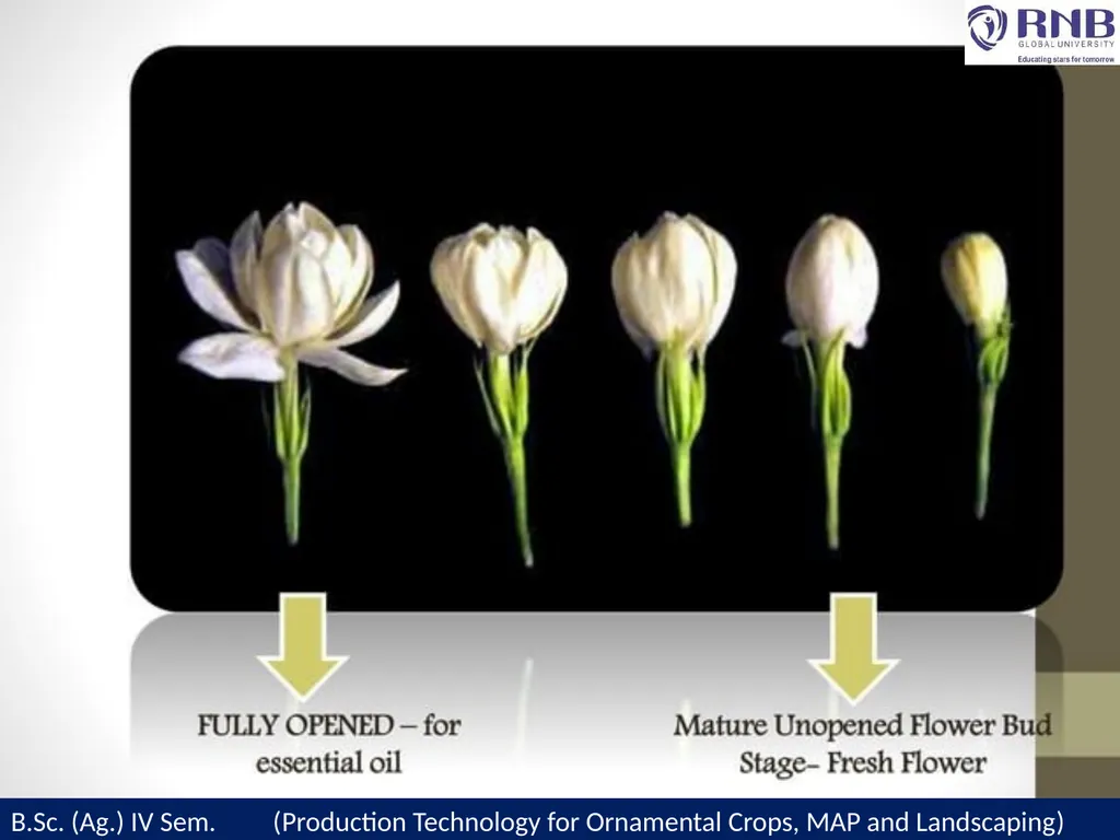 Course Name- Production Technology for Ornamental - slide 18 of 21