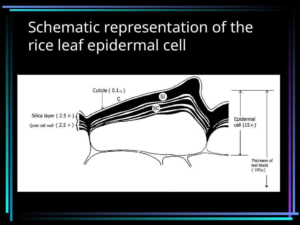 SILICON FERTILIZATION History Justius von Liebig - slide 16 of 23