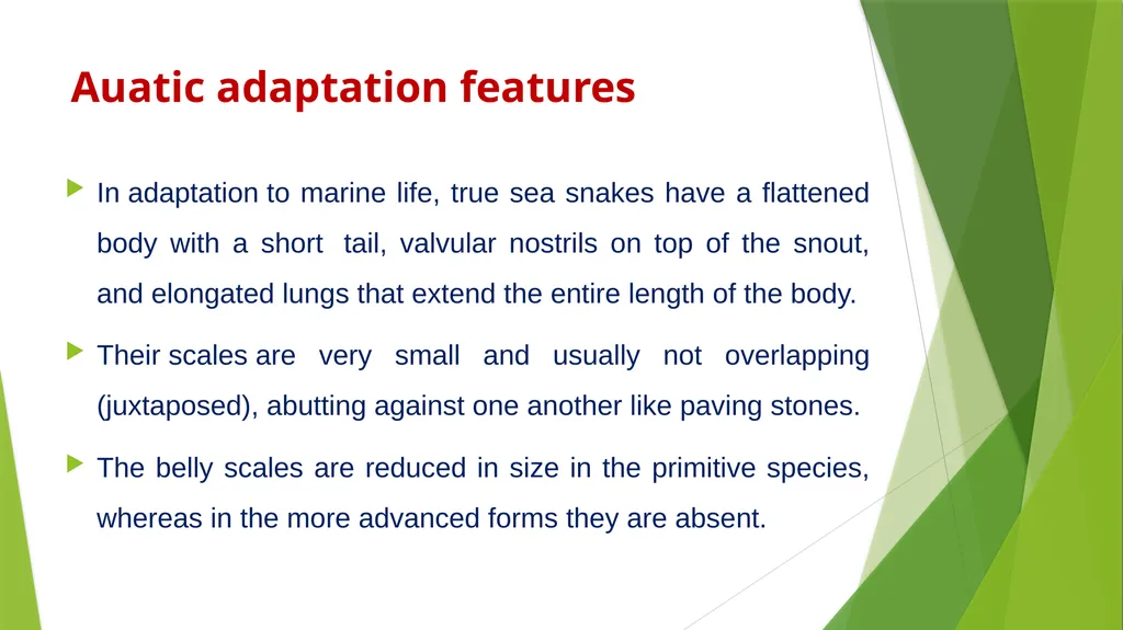 Aquatic specimens adaptations Hydrophis Habitat / - slide 9 of 16