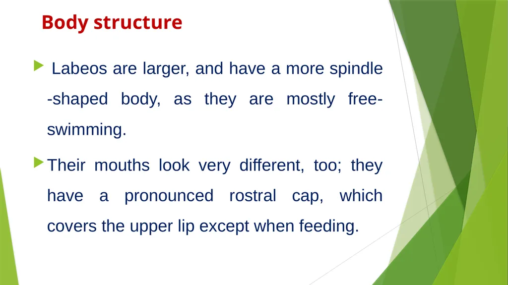 Aquatic specimens adaptations Hydrophis Habitat / - slide 14 of 16
