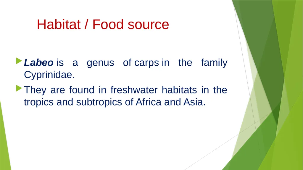 Aquatic specimens adaptations Hydrophis Habitat / - slide 13 of 16
