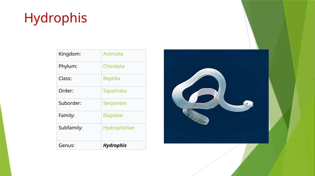 Aquatic specimens adaptations Hydrophis Habitat / - slide 2 of 16
