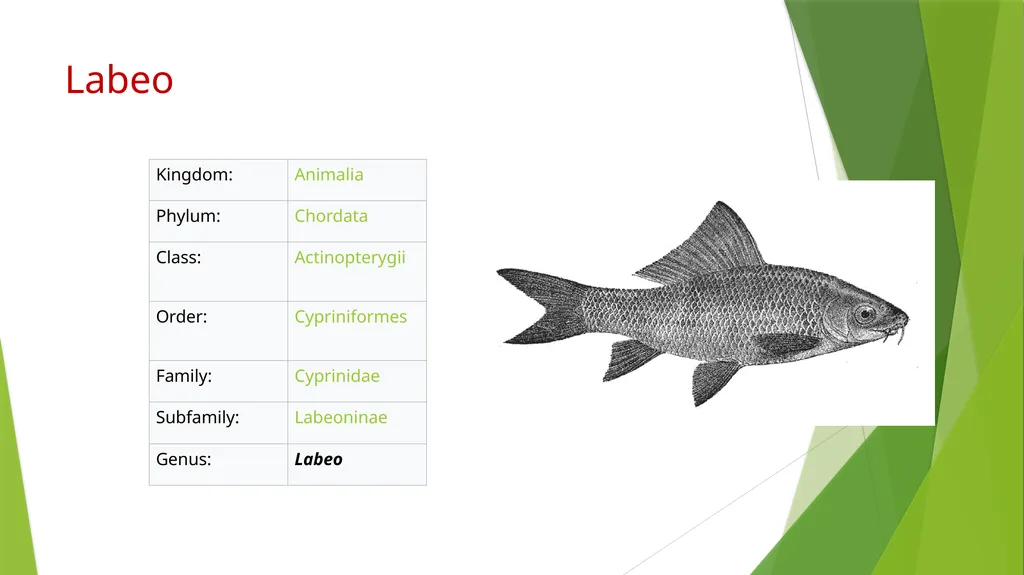 Aquatic specimens adaptations Hydrophis Habitat / - slide 12 of 16