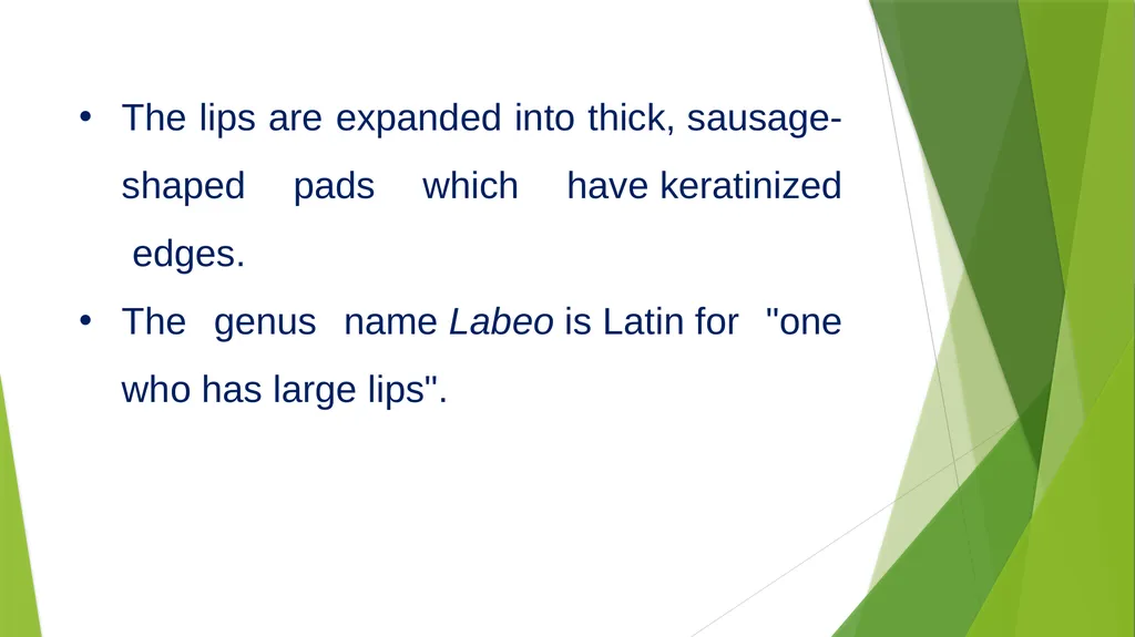 Aquatic specimens adaptations Hydrophis Habitat / - slide 15 of 16