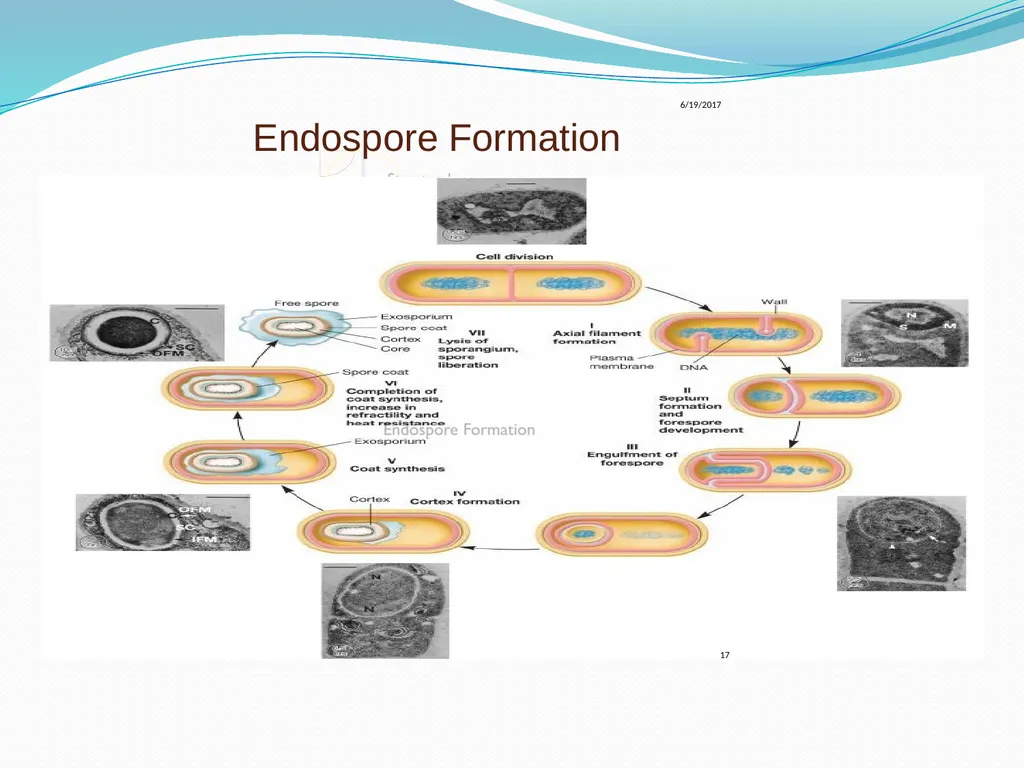 Bacterial Spores (endospore) 1- This machine named - slide 17 of 19