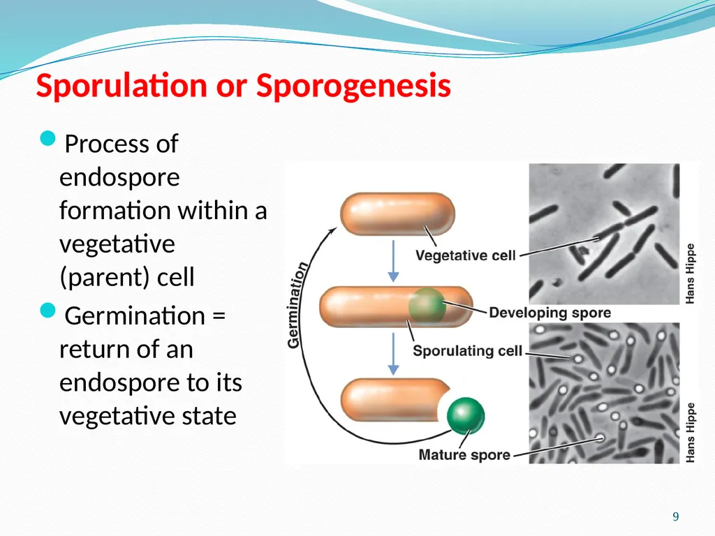 Bacterial Spores (endospore) 1- This machine named - slide 9 of 19