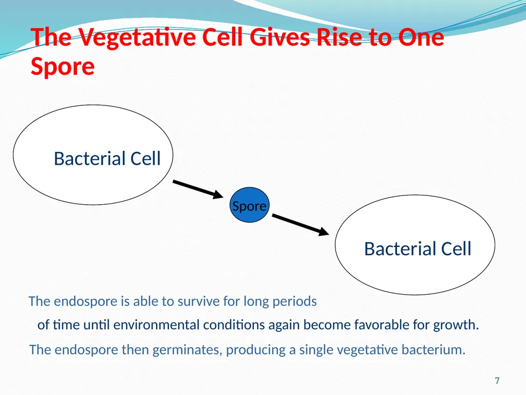 Bacterial Spores (endospore) 1- This machine named - slide 7 of 19