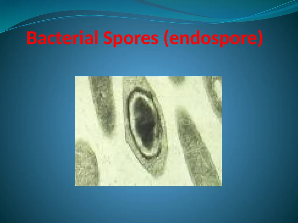 Bacterial Spores (endospore) 1- This machine named