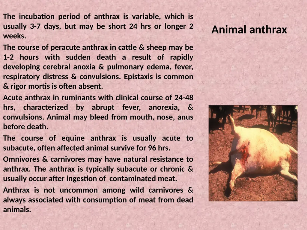 Spore-forming G positive bacilli - Aerobic - slide 8 of 15