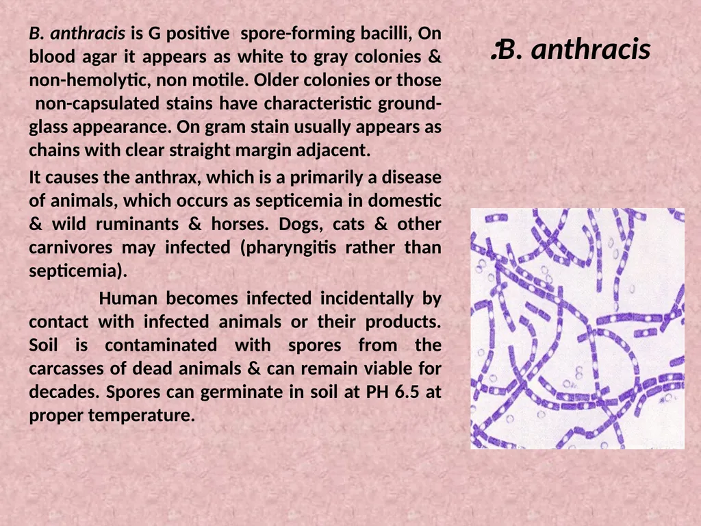 Spore-forming G positive bacilli - Aerobic - slide 3 of 15