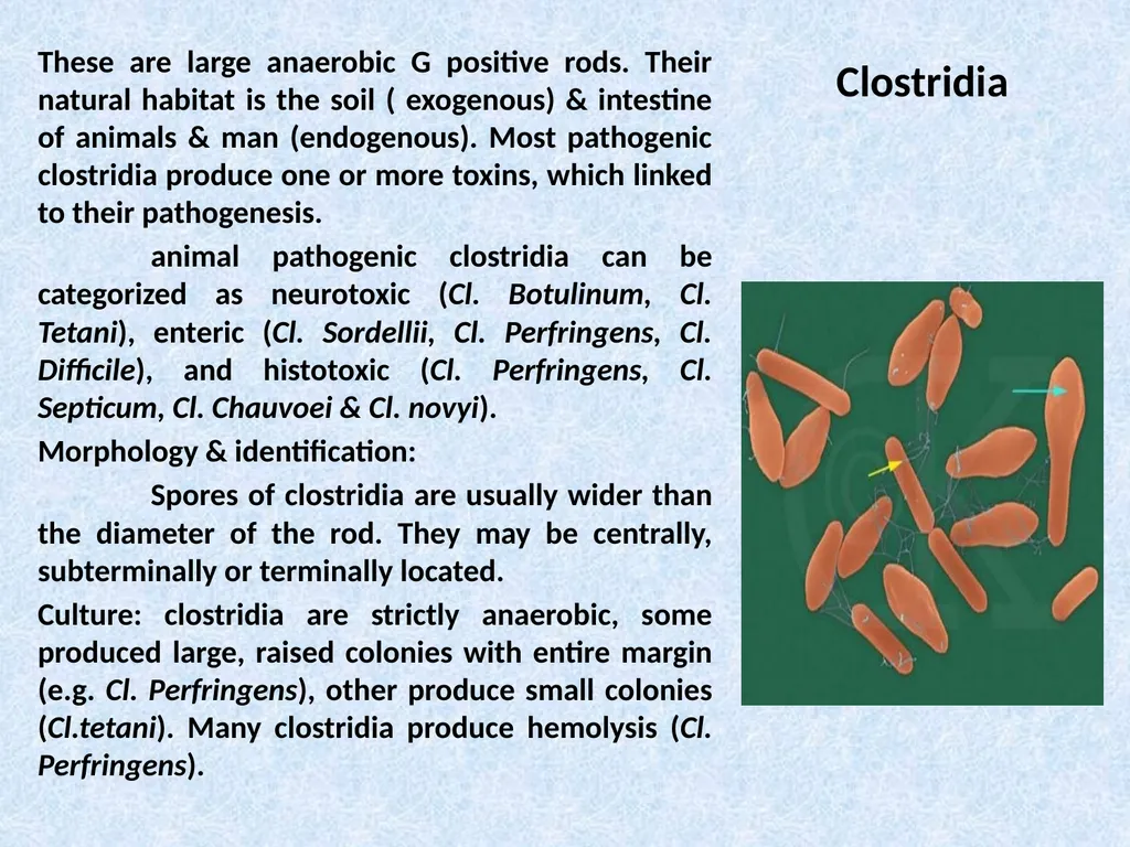 Spore-forming G positive bacilli - Aerobic - slide 11 of 15