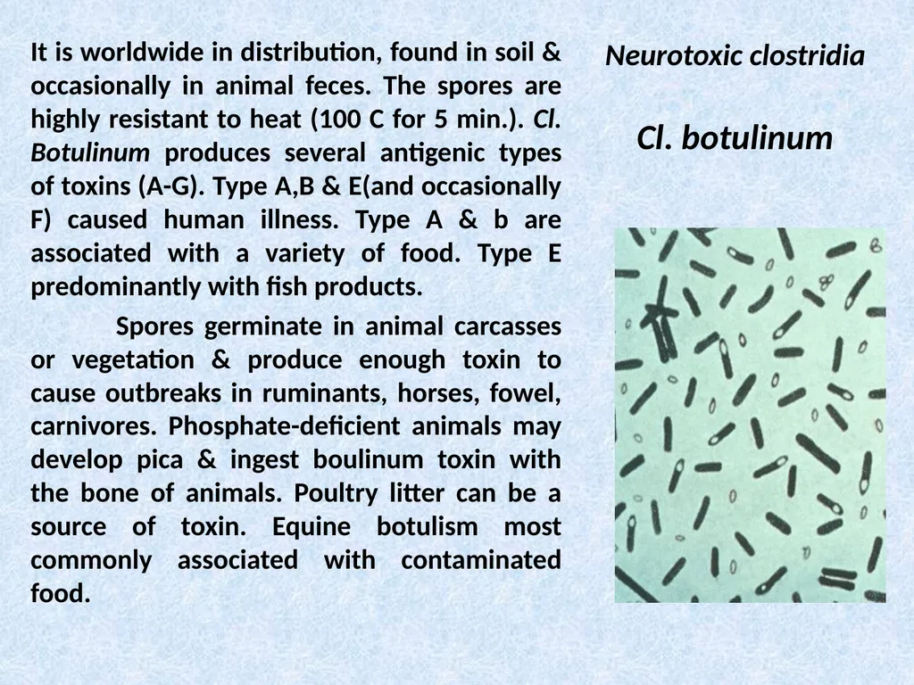 Spore-forming G positive bacilli - Aerobic - slide 12 of 15