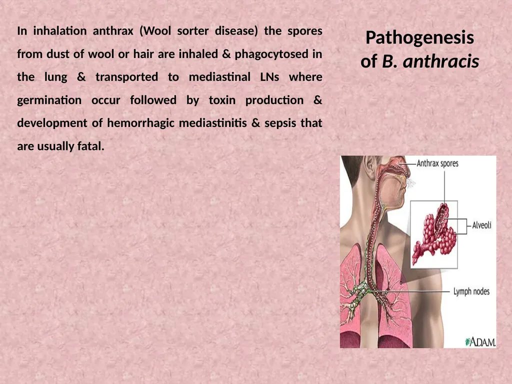 Spore-forming G positive bacilli - Aerobic - slide 6 of 15