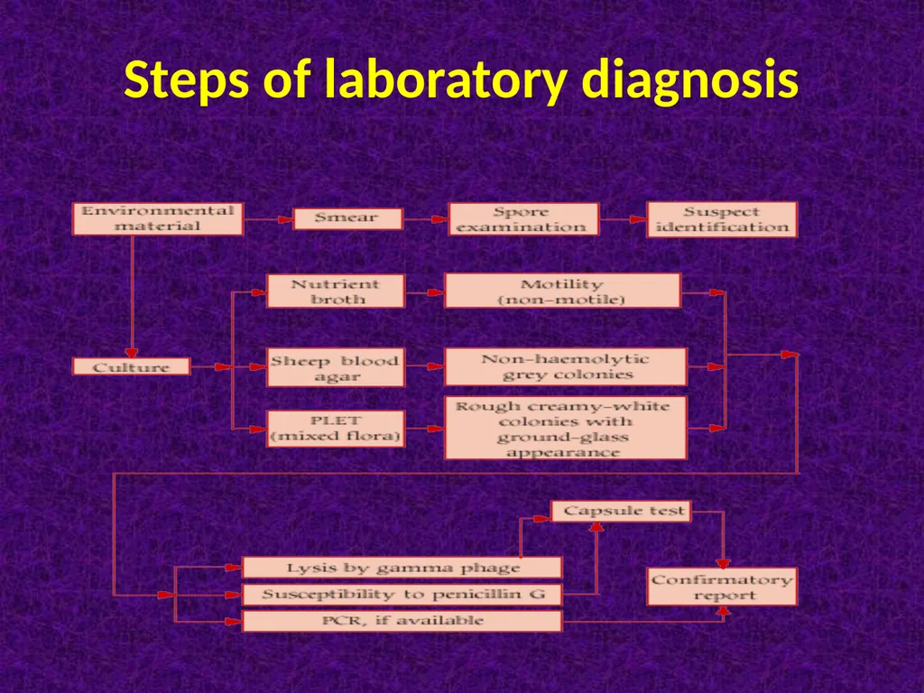 Spore-forming G positive bacilli - Aerobic - slide 10 of 15