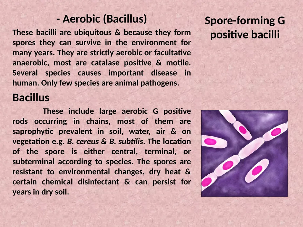 Spore-forming G positive bacilli - Aerobic