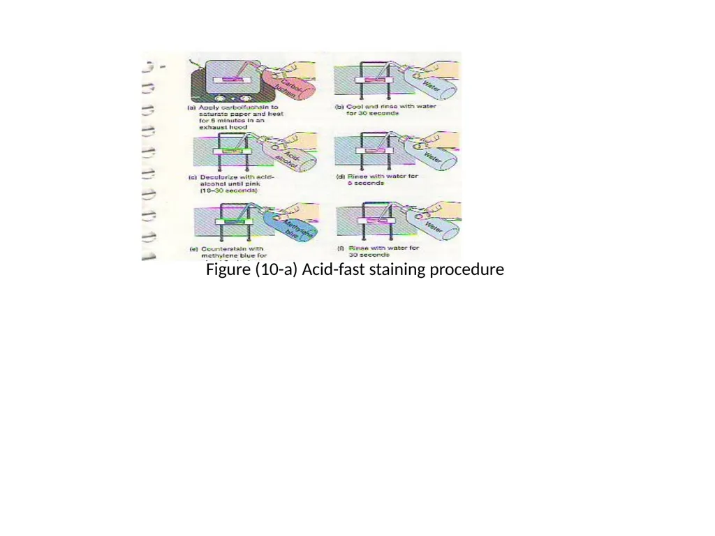 Spore Stain: Spores represent a chemically and - slide 4 of 6