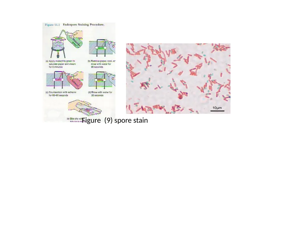 Spore Stain: Spores represent a chemically and - slide 2 of 6