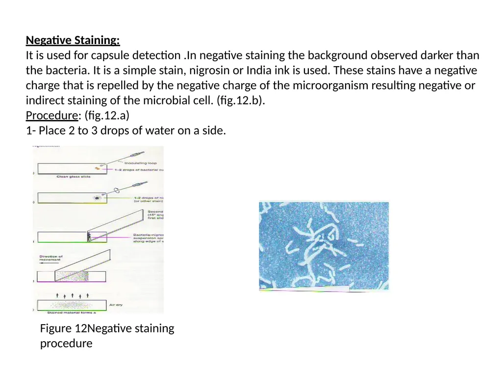 Spore Stain: Spores represent a chemically and - slide 6 of 6