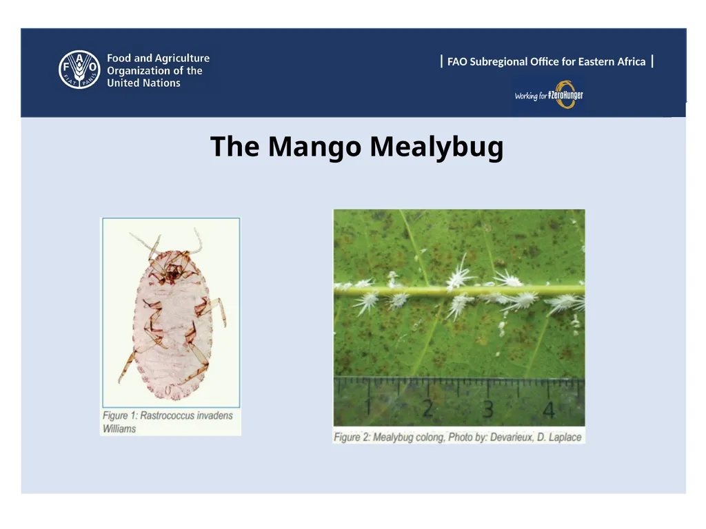 Sub Regional Office for Eastern Africa (SFE), Food - slide 4 of 22