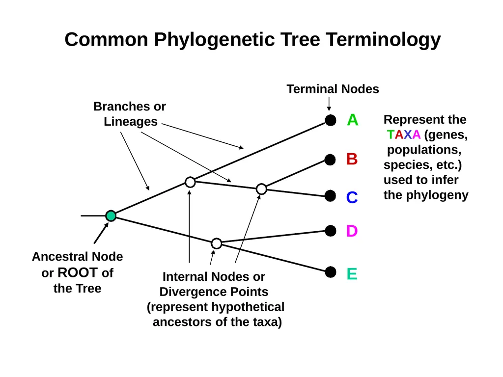 Phylogenetic Analysis Introduction to Phylogenetic - slide 3 of 12