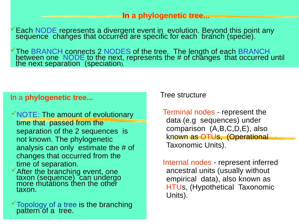 Phylogenetic Analysis Introduction to Phylogenetic - slide 4 of 12